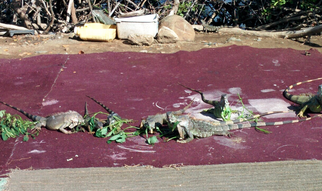 Princess-Cruise-Caribbean-2